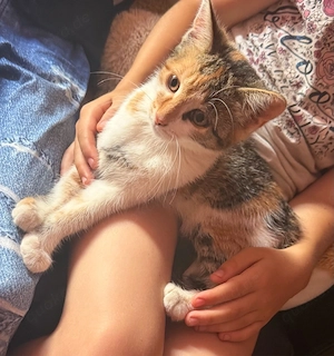 katzen baby abzugeben 