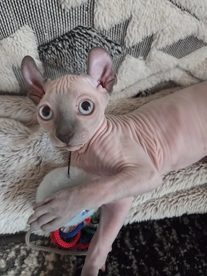 Sphynx, Kitten, Kater