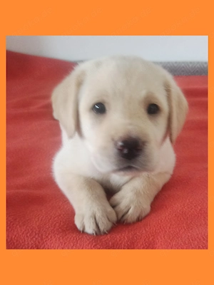 Labrador Welpen Showlinie freuen sich über netten Besuch
