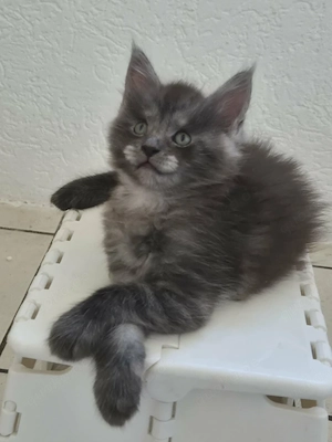 Maine coon