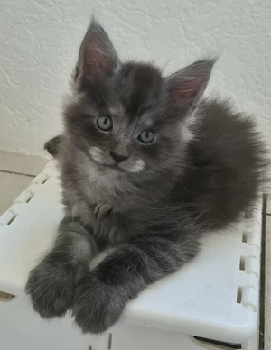 Maine coon