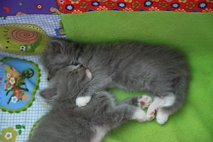 Britisch Langhaar Kitten zu verkaufen 