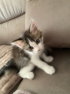 kätzchen Kitten 10 wochen weiblich 