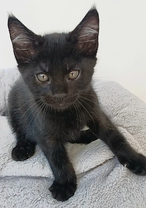 Kleiner Mixkater