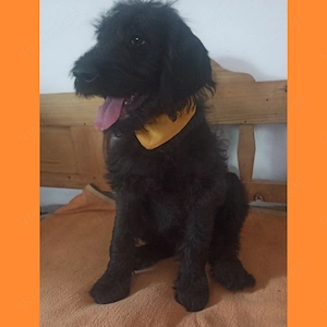 Labradoodle Welpen F1 schwarz weiblich mit Ahnentafel bereit für ihr neues Zuhause