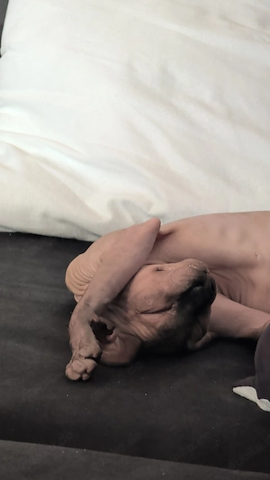 sphynx sphinx kater 