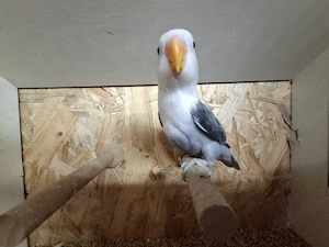 Pfirsichköpfchen 