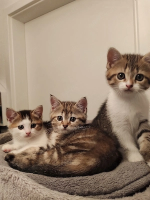 Zuckersüße BKH-Kitten suchen ein Zuhause (2 Mädchen, 1 Junge)