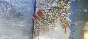 Meerwasser "Nemo"