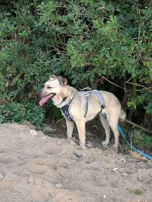 Lyanna auf Pflegestelle in 97359