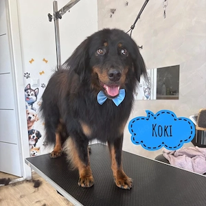 Koki, wunderschöner Traumhund, Hovawart Mix