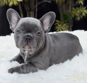 Französische Bulldoggen-Welpen (12 Wochen alt) abzugeben