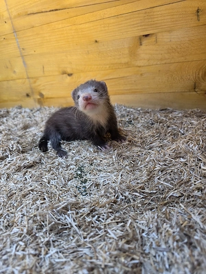 Frettchen Welpen 