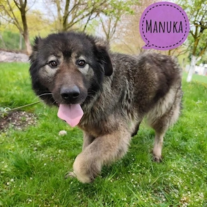 Manuka, bildhübsche, liebe, katzenverträgliche Hündin, Sarplaninac Mix