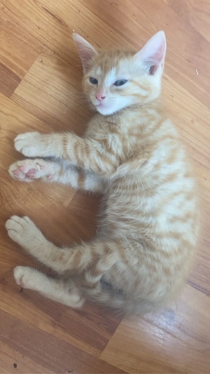 Baby Katzen zu vekaufen