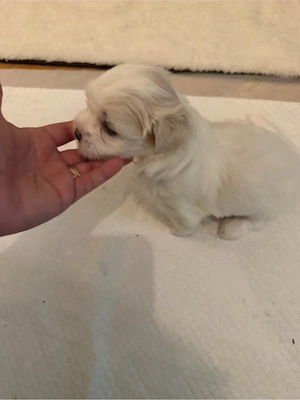 baby hund bischon maltezen 