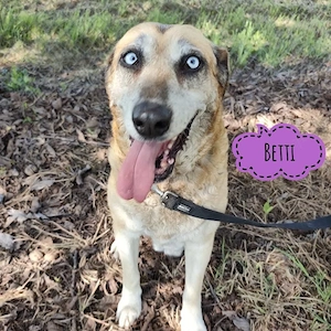 Betti, danfte und liebe, katzenverträgliche Labrador Mix Hündin