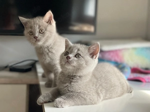 BKH-Lilac (Mädchen & Junge) 
