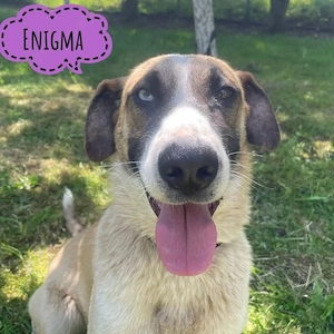 Enigma, liebe, verschmuste und menschenbezogene Hündin, Labrador Schäferhund Mix