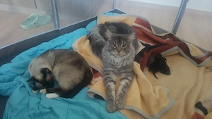 Maine Coon xl  Ragdoll Mix Kitten suchen bald ein neues Zuhause. 