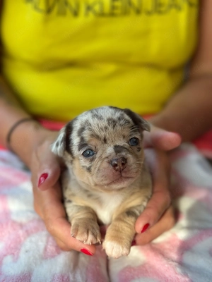 Wunderschöne Chihuahua Welpen in KH und LH 