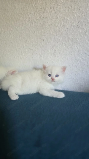 Perser kitten