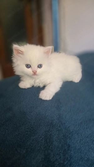 Persen kitten