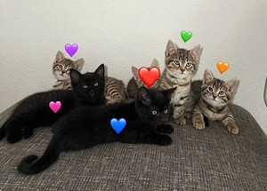 5 Liebevolle aufgezogene Kitten Geimpft & EU-Heimtierausweis