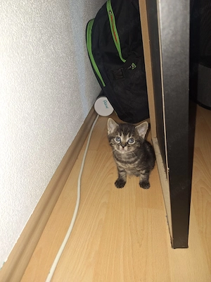 Babykatzen 7 Wochen alt