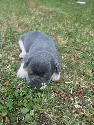französische bulldogge welpe