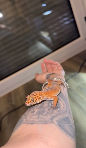 Leopardgeckos 