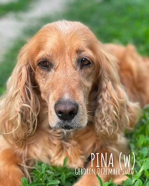 liebenswerte, freundliche, wunderschöne Cocker-Dame "Pina" sucht ein Zuhause