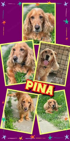 liebenswerte, freundliche, wunderschöne Cocker-Dame "Pina" sucht ein Zuhause