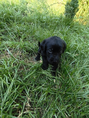 Labrador Rottweiler welpen