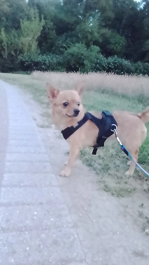 Chihuahua Zwergspitz Mix 