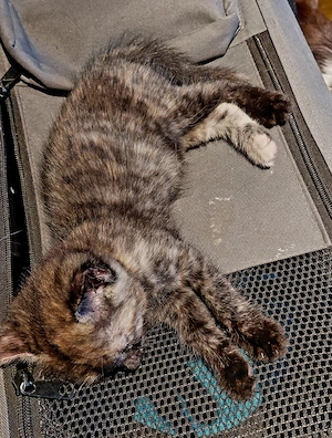 Halbperser Katzenbaby