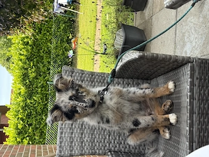 Australian Shepherd  mischling 