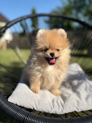  Zwergspitz Mädchen   Teddy Bear Typ mit Ahnentafel