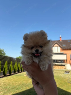  Zwergspitz Mädchen   Teddy Bear Typ mit Ahnentafel