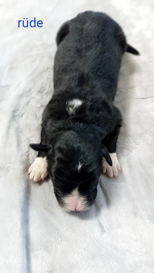 Border collie  Australien Shepherd mix