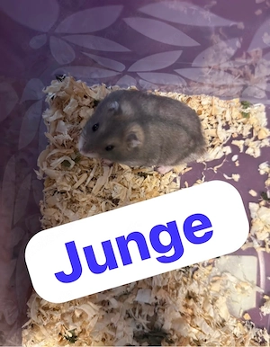 zwerghamster jungen 