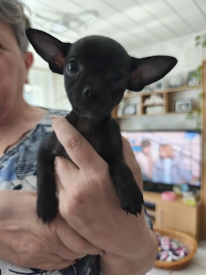 Chihuahua Welpen 2 Männlich 