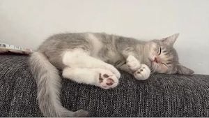 bkh kitte 