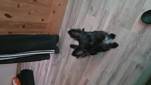 Mischlings Welpe zu verkaufen. 