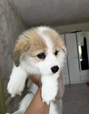 Welsh Corgi Pembroke Hündin