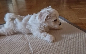 Malteser   Havaneser Mix 