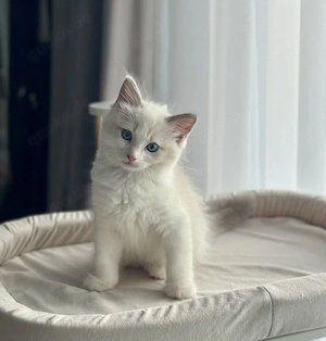 Ragdoll Junge bicolor