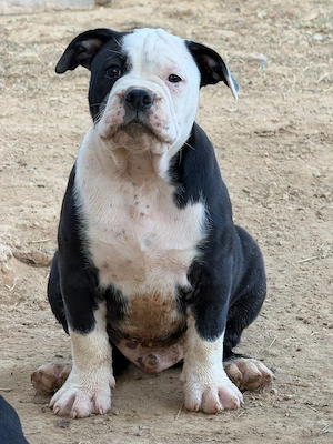 Old Englisch Bulldog Welpen