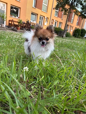zwergspitz pomeranian 