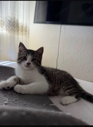 Katzenbabys 14 woche alt